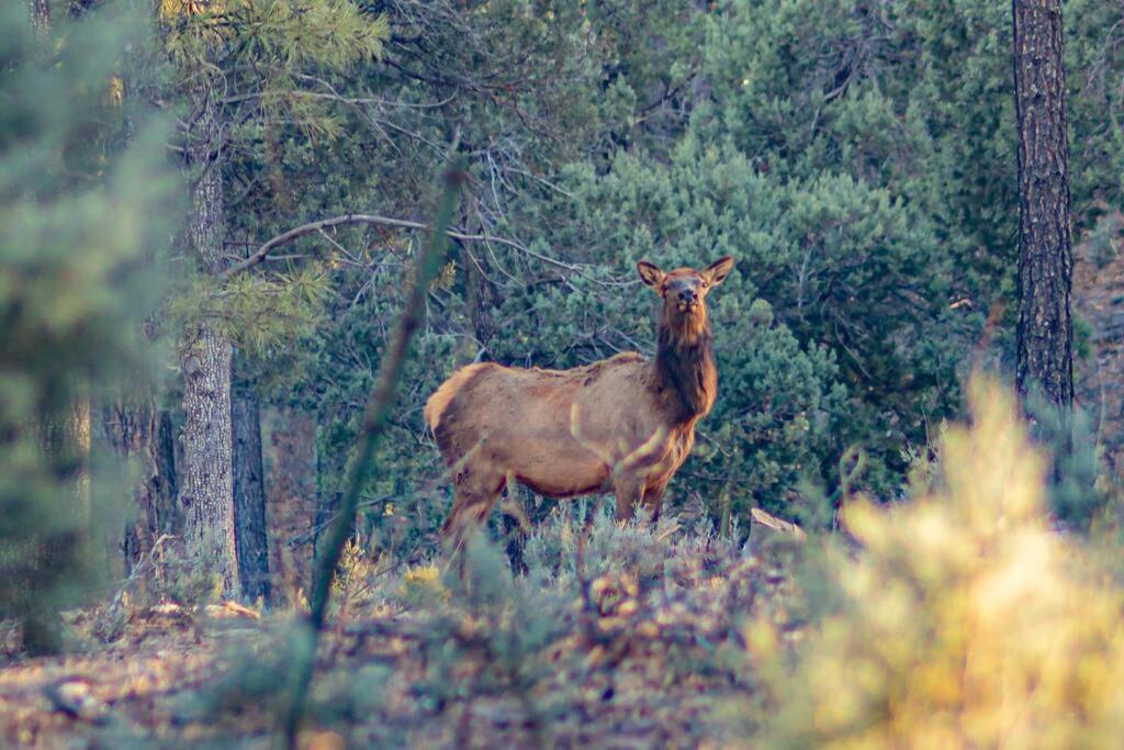 Forest Cabin 6 Enchanted Forest Payson ภายนอก รูปภาพ
